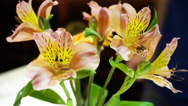 Ce este coada-racului și la ce se utilizează