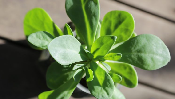 Ce este iarba-grasului și la ce se utilizează