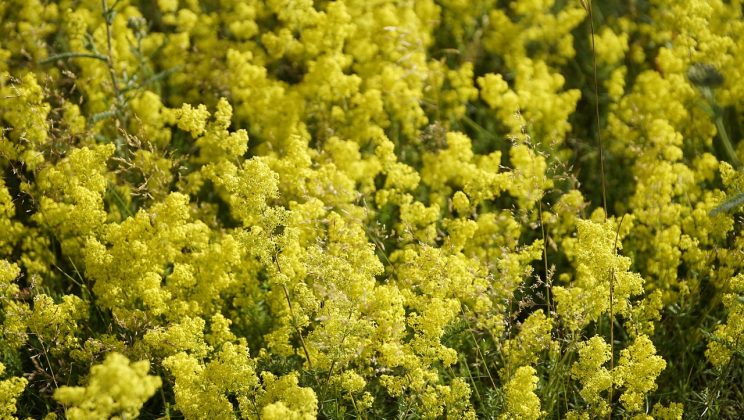 Ce sunt sânzienele și cum se folosesc